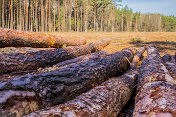 Felled trees in a forest clearing .