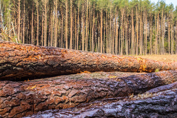 Felled trees in a forest clearing .