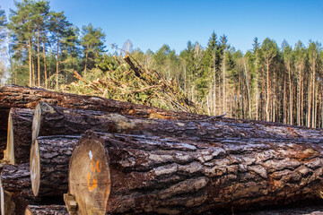 Felled trees in a forest clearing .