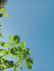 Obraz premium green leaves against blue sky