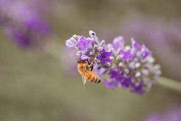 honey bee on lavender 