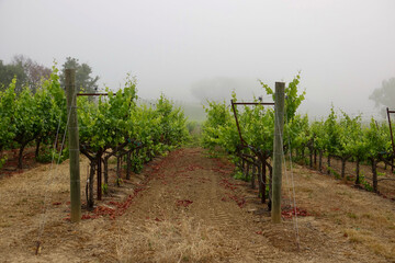 Fototapeta na wymiar lingering morning fog in the vineyard