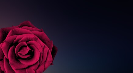 Beautiful fresh rose flower details