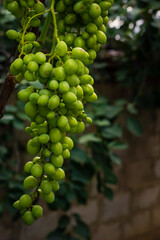 Beautiful grapes leaves in a vineyard, garden. Vineyard background in summer. Beautiful sunny day. Detail, green grapes unripe