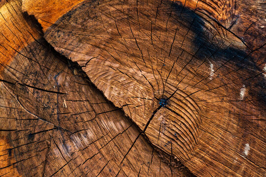 wood cross section. Old wooden oak tree cut surface. Detailed warm dark brown and orange tones of a felled tree trunk or stump. Rough organic texture of tree rings with close up of end grain.
