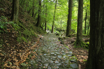 愛媛県松野町　滑床渓谷　遊歩道