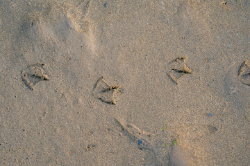 large sea bird tracks in the sand on the beach