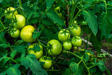 Tomato plants in greenhouse Green tomatoes plantation. Organic farming, young tomato cluster plants growth in greenhouse. for publication, poster, screensaver, wallpaper, postcard unripe