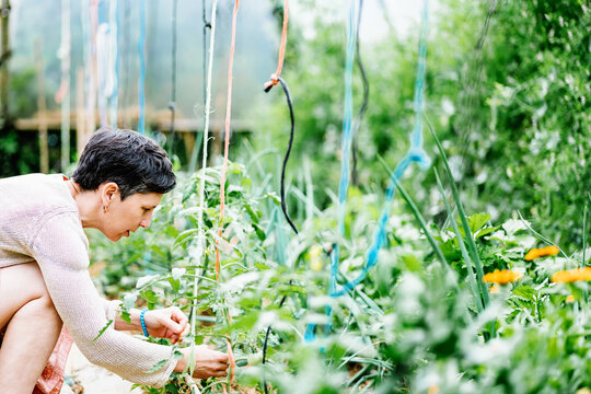 Focused adult woman working in greenhouse in farm