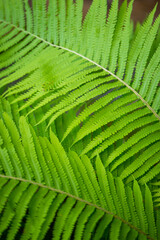 Beautiful fern leaf texture in nature. Natural ferns background Fern leaves Close up ferns nature. Fern plants in forest Background of the ferns Nature concept. Green ferns nature. Natural floral fern