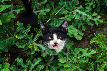 blacck and white cat in watermelons  open field  Growing organic vegetables farm. garden summer day...