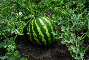 ripe sweet watermelons  open field  Growing organic vegetables farm. garden summer day natural