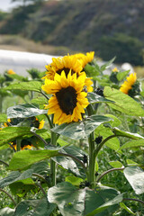giant sunflowers blooming in the fields