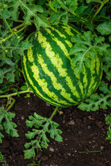 ripe sweet watermelons  open field  Growing organic vegetables farm. garden summer day natural