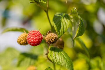 Grüne und Rote Himbeeren am Strauch
