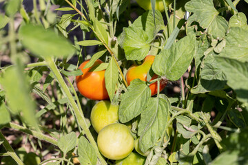 Pflanze mit grünen und roten Tomaten