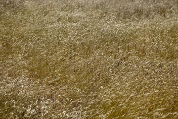 sunlit field of wheat in gentle breeze