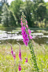 Close and selective focus on a pink foxgloves (Digitalis Purpurea) growing on the bank of Aboyne Loch in Scotland