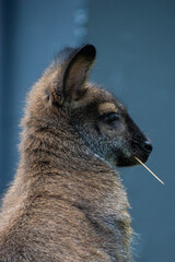 Naklejka premium Wallaby looking to the right with a piece of straw in its mouth performing a James Dean impression
