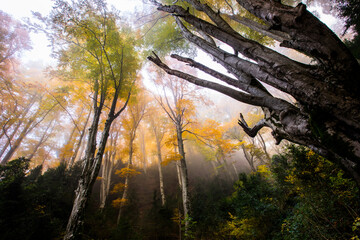 Autumn la Grevolosa forest, Osona, Barcelona, Spain