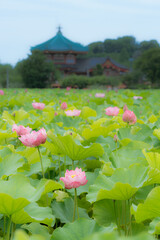 上野公園　不忍池の早朝　見頃の美しい蓮　弁天堂