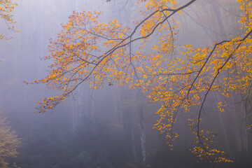 Autumn la Grevolosa forest, Osona, Barcelona, Spain