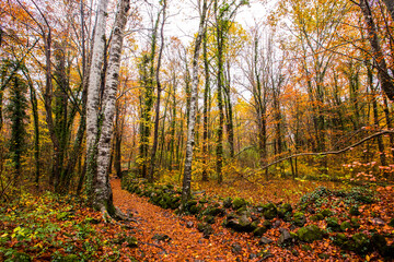 Autumn in La Fageda D En Jorda Forest, La Garrotxa, Spain