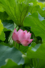 上野公園　不忍池の早朝　見頃の美しい蓮　弁天堂