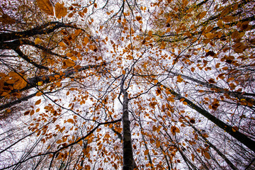 Autumn in La Fageda D En Jorda Forest, La Garrotxa, Spain