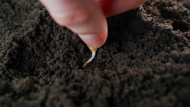 A hand plants a germinated zucchini seed in the soil of a vegetable garden close-up