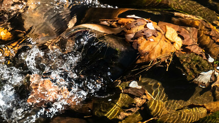 Submerged Fallen Leaves in a Late Autumn River