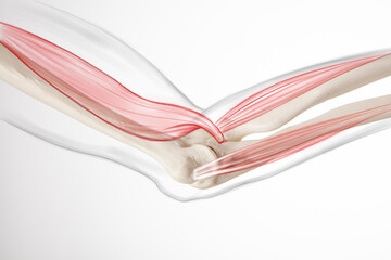 Human arm elbow pain, muscle and bone