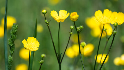 Fototapeta premium Field of Yellow Buttercups Blossoming Happily Amid the Cool Green Grass