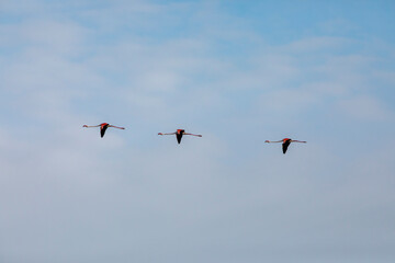 Flamingos in Delta de l'Ebre Nature Park, Tarragona, Spain