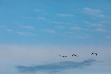 Flamingos in Delta de l'Ebre Nature Park, Tarragona, Spain