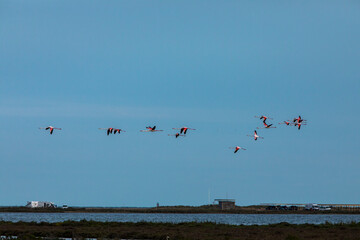 Flamingos in Delta de l'Ebre Nature Park, Tarragona, Spain