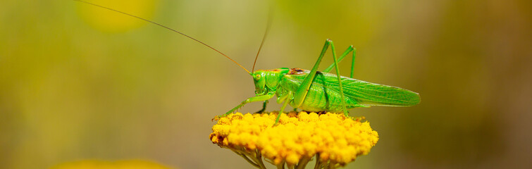 Green grasshopper on a yarrow flower. Large marsh grasshopper, Stethophyma grossum, a critically endangered insect typical of wet grasslands and swamps.
