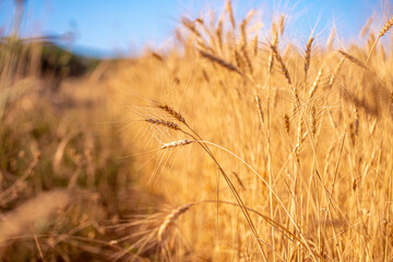 Wheat field on a sunny day. Grain farming, ears of wheat close-up. Agriculture, growing food products.