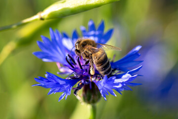 organic food and summertime, bee collecting honey from cornflowers or bachelors button