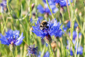 organic food and summertime, face of a bee collecting honey from cornflowers or bachelors button