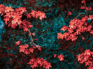 Color adjusted moss and plants growing on the ancient walls of the Castillo de San Marcos National Monument, St. Augustine, Florida.