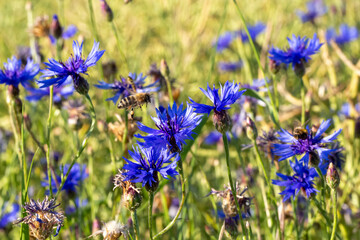 organic food and summertime, bee is going to collect honey on a field of cornflowers 