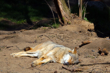 The wolf lies on the ground and basks in the sun in the forest.