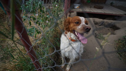 english cocker spaniel