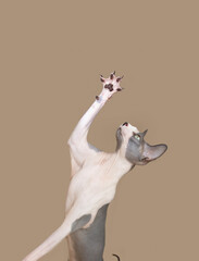 Obraz premium Portrait sphynx cat playing with its paws. Isolated on beige backgorund