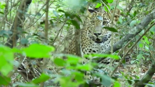 Leopard in the jungle wildlife Sri Lanka big cat hunting