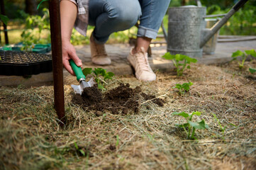 Focus on black soil in the garden shovel in female gardener hand, making hole for planting seedlings in the open ground 