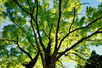 Acacia tree canopy glowing in the sunlight, set against a beautiful blue sky background
