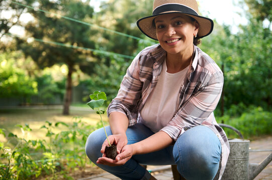 Pretty Woman, Agronomist Gardner Holds Cucumber Seedlings Ready For Planting In Fertilized Open Ground In Black Soil. 