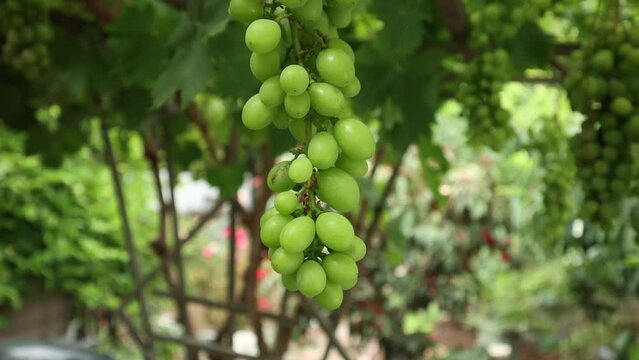 Grapes hanging from the vine